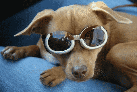 Humane Society To the Rescue