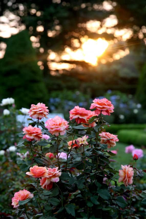 Everything’s Coming up Roses