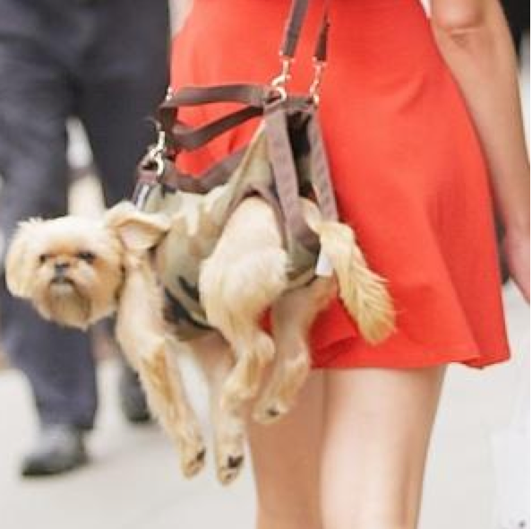new york post pooch purse new york post pooch purse