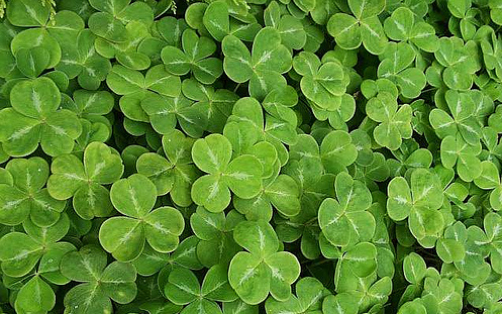 what to wear st patricks day 